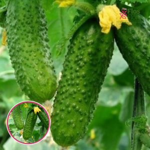 Gurķi - Merengue F1. SĒKLAS _10s