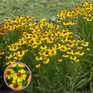 Helēnija - Wesergold