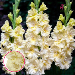 S40. Gladiolas - Sweet Crystal