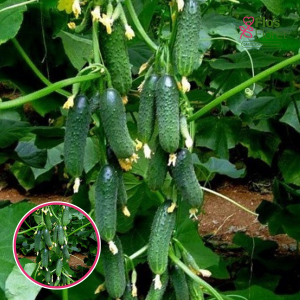 Gurķi - CAPRICORN F1. SĒKLAS _10s