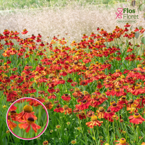 Helēnija - Moerheim Beauty