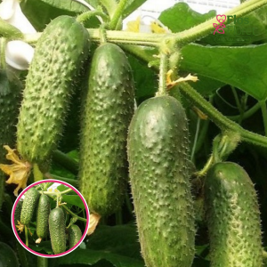 Gurķi - KYBRIA F1. SĒKLAS _10s