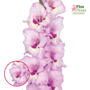 S42. Gladiolas - Zamora