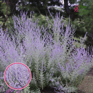 Perovskija - Little Spire