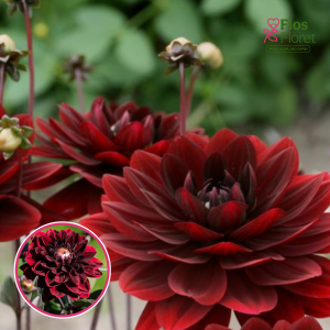 S43. Dārza dālija - After Dusk (gums)