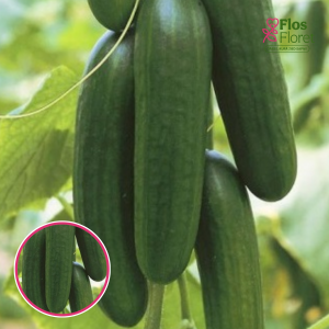 Gurķi - PICOLINO F1,siltumnīcu. SĒKLAS _5s