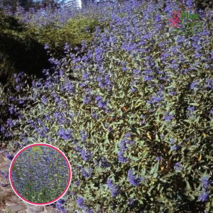 Balodeņlapu perovskija - Silver Scepter