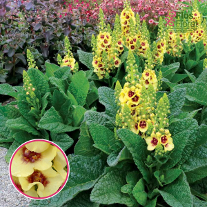 Deviņvīru spēks - Dark Eyes