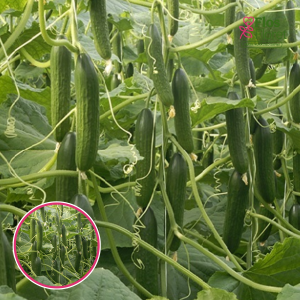 Gurķi - MELEN F1,siltumnīcu. SĒKLAS _5s