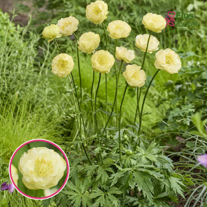 Saulpurene - Full Moon