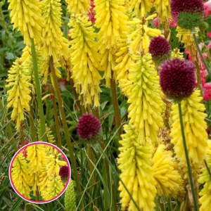 Ķekarainā knifofija - Lemon Popsicle