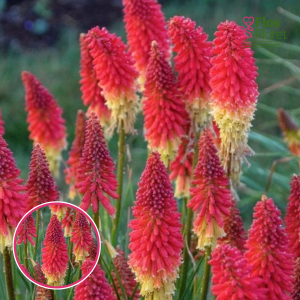 Ķekarainā knifofija - Red Glare