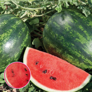 Arbūzi - MINI LOVE F1. SĒKLAS _5s