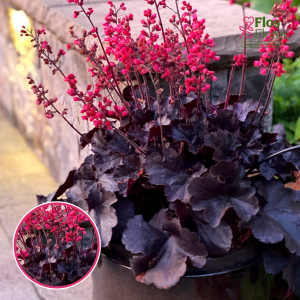 Hibrīdā heihēra - Black Forest Cake