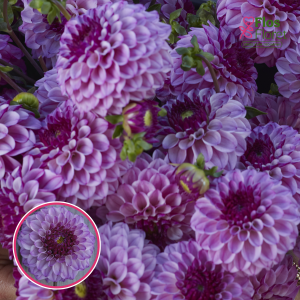 S53. Dārza dālija - Columbus (gums)