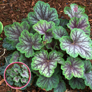 Hibrīdā heihēra - Green Spice