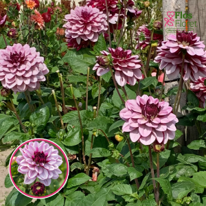 S55. Dārza dālija - Crème de Cassis (gums)