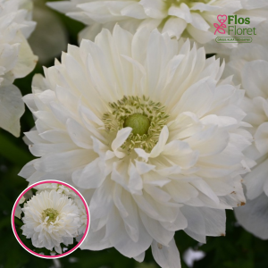 Z27. Anemone - LEVANTE® - (balta)