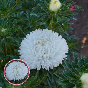 Ķīnas astere - Syringa White . SĒKLAS _25s