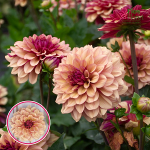 S56. Dārza dālija - Crème de Cognac (gums)