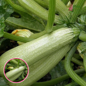 Kabači - cukini Otto F1. SĒKLAS _5s