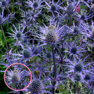 Burgata zilpodze - Lapis Blue