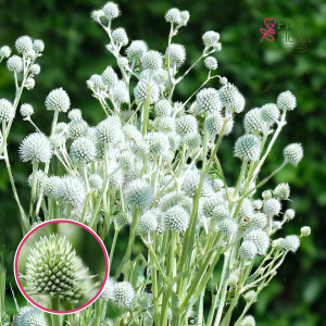 Plakanā zilpodze - Magical Silver Globe