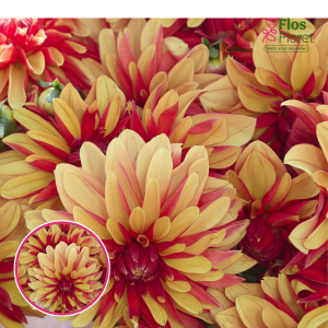 S59. Dārza dālija - Japlou (gums)