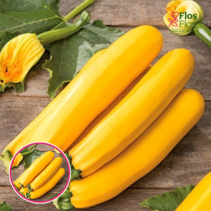 Kabači - cukini Atena Polka F1. SĒKLAS _5s