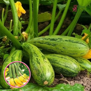 Kabači - NIMBA(cukini). SĒKLAS _5s