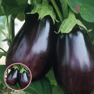 Baklažāns - SE 02 F1. SĒKLAS _5s