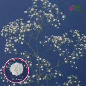 Skarainā ģipsene - Cassiopeia