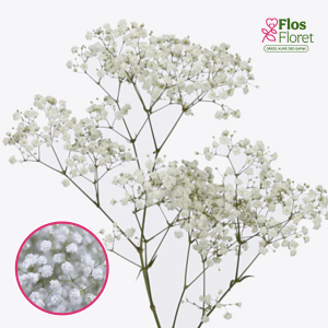 Skarainā ģipsene - Cosmic