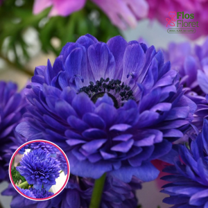 Z28. Anemone - LEVANTE® - (zila)