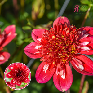 S68. Dārza dālija - Speech (gums)