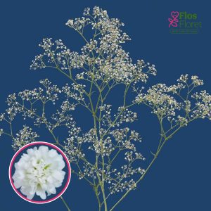 Skarainā ģipsene - White Victoria