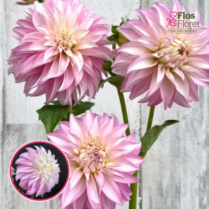 S69. Dārza dālija - Verronnes DF (gums)