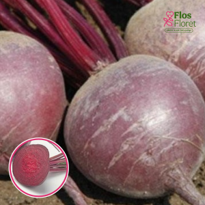 Bietes - ZEPPO F1. SĒKLAS _5g