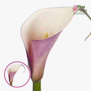 S71. Etiopijas dižkalla (zantedešija) - Eydona Purple White (JAUNSTĀDS)