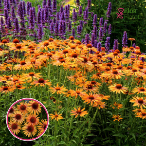 Purpura ehinācija - Big Kahuna