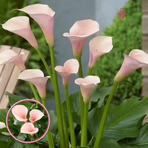 S73. Etiopijas dižkalla (zantedešija) - Flamingo (Jaunstāds)