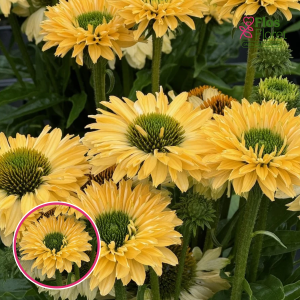 Purpura ehinācija - SunSeekers Limoncello