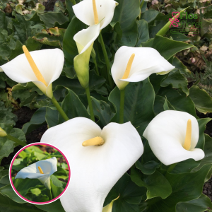 S74. Etiopijas dižkalla (zantedešija) - Snow White (Jaunstāds)