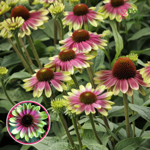 Purpura ehinācija - Sweet Sandia