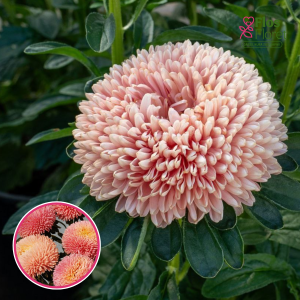 Ķīnas astere - Balloon Apricot. SĒKLAS _25s