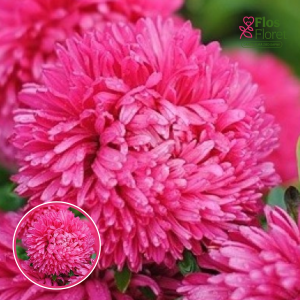 Ķīnas astere - Balloon Bright Carmine. SĒKLAS _25s