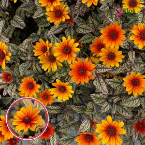 Saulespuķu saulesactiņa - Orange Marble