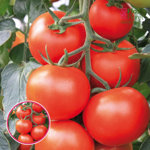 S76. Tomāts (potēts) - GRAPPELINA F1 GRAFTED