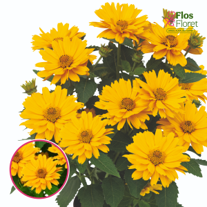 Saulespuķu saulesactiņa - Sole Giatto