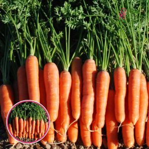 Burkāni - Nantaise 2/Tropflix. SĒKLAS _1g